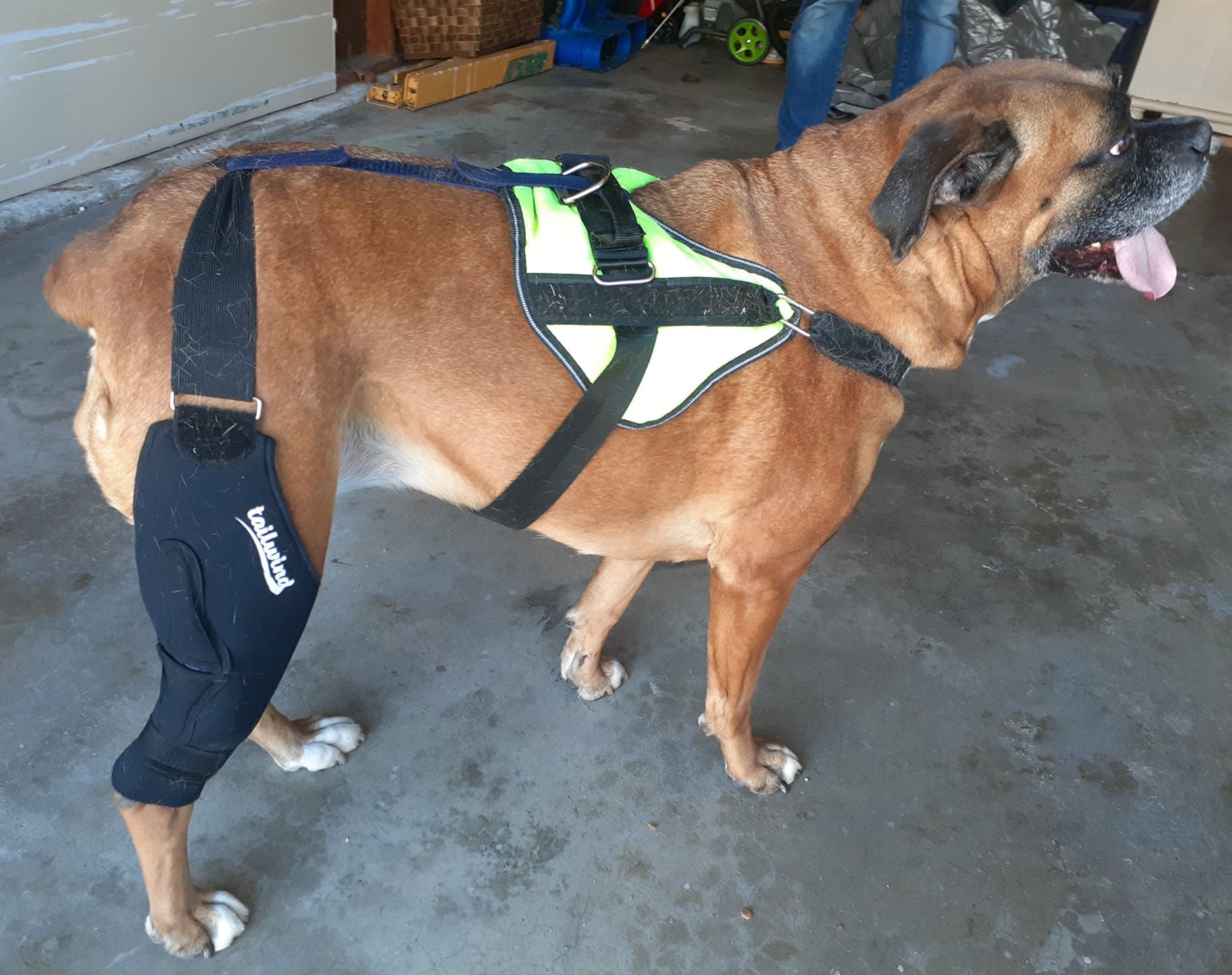 Dog Joint Relief Brace